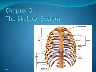 Chapter 5c: The Skeletal System