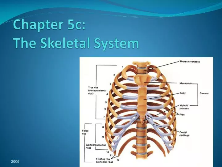 chapter 5c the skeletal system
