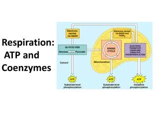 Respiration: ATP and Coenzymes