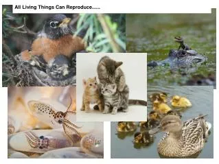 All Living Things Can Reproduce......
