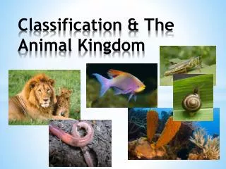 Classification &amp; The Animal Kingdom