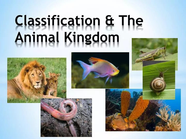 classification the animal kingdom