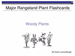 Major Rangeland Plant Flashcards