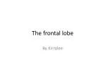 The frontal lobe - slide 1