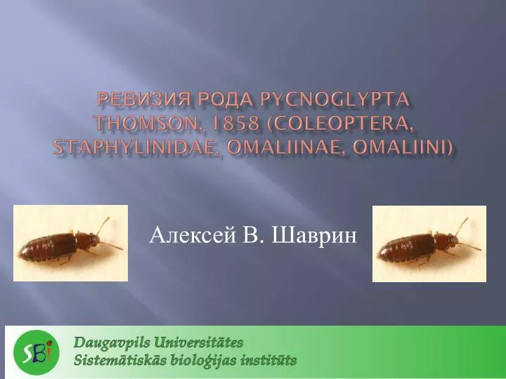 pycnoglypta thomson 1858 coleoptera staphylinidae omaliinae omaliini