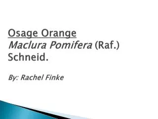 Osage Orange Maclura Pomifera ( Raf .) Schneid . By: Rachel Finke