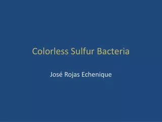 Colorless Sulfur Bacteria