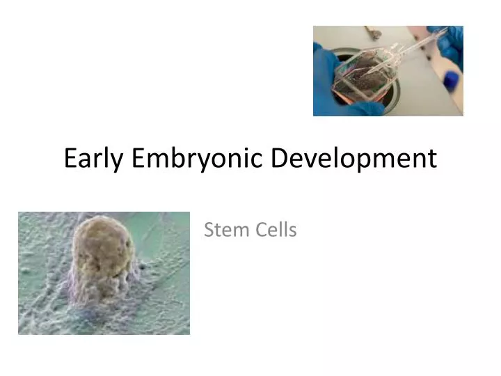 early embryonic development