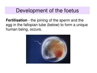 Development of the foetus