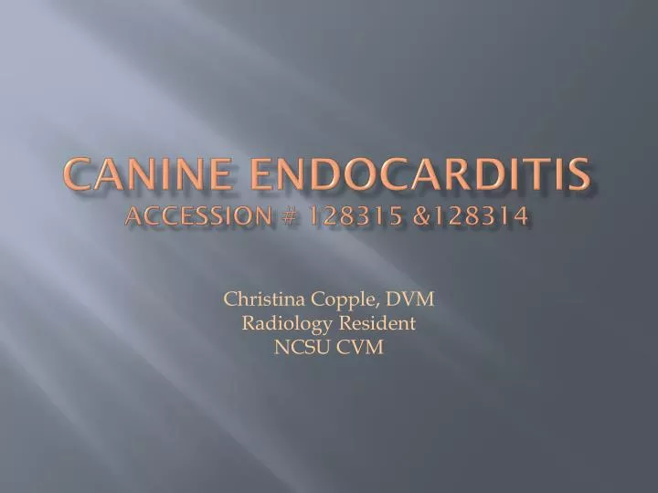 canine endocarditis accession 128315 128314