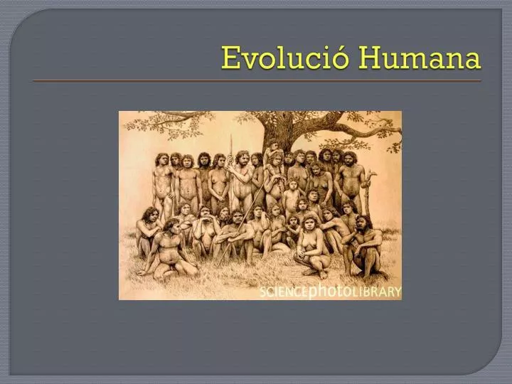 evoluci humana