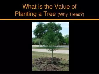 What is the Value of Planting a Tree (Why Trees?)