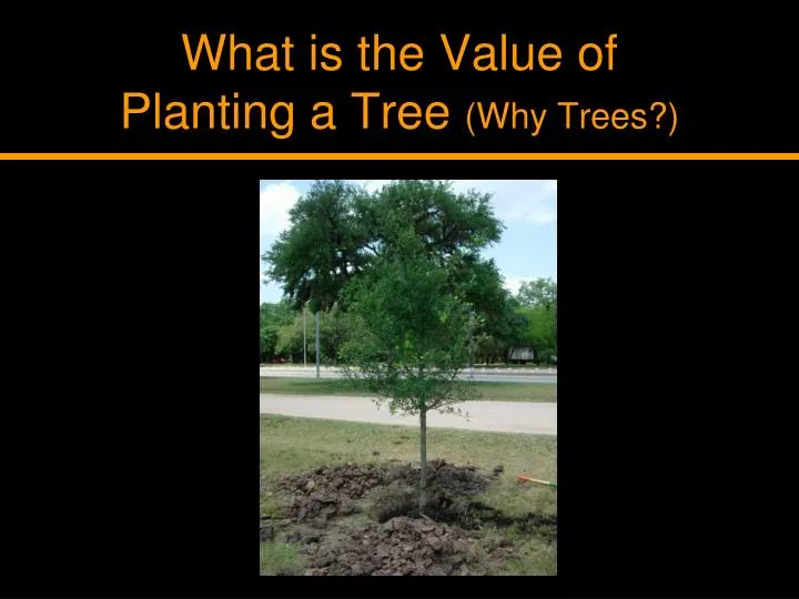 what is the value of planting a tree why trees