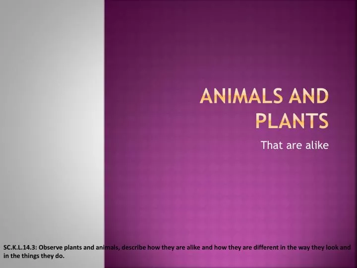 animals and plants