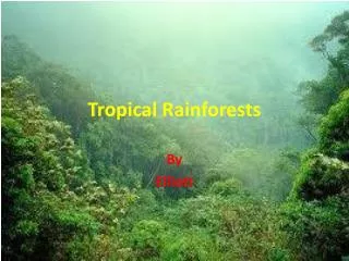 Tropical Rainforests