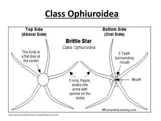 Class Ophiuroidea
