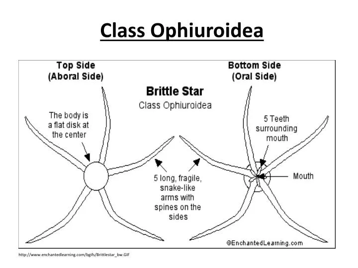 class ophiuroidea