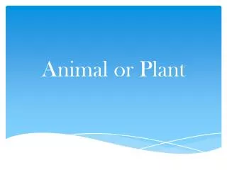 Animal or Plant