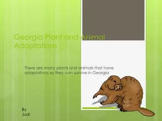 Georgia Plant and Animal Adaptations