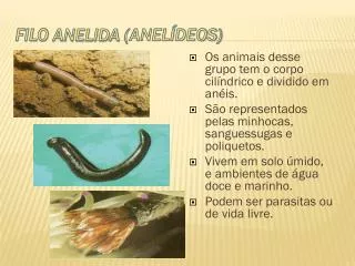 filo anelida anel deos