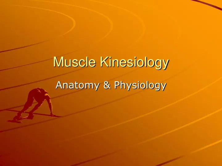muscle kinesiology