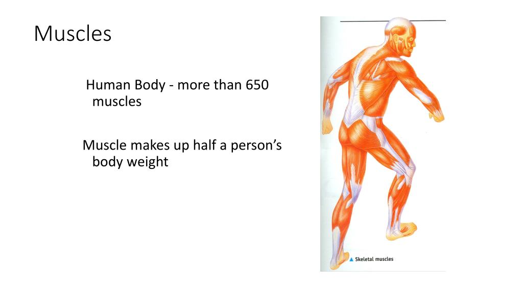 PPT - Muscles PowerPoint Presentation, free download - ID:2167554