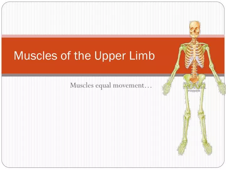 muscles of the upper limb