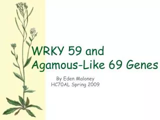 WRKY 59 and Agamous -Like 69 Genes