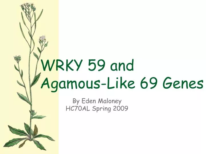 wrky 59 and agamous like 69 genes