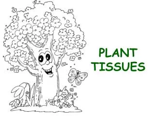 PLANT TISSUES