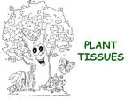 PLANT TISSUES - slide 1
