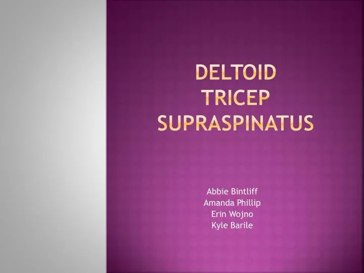 deltoid tricep supraspinatus