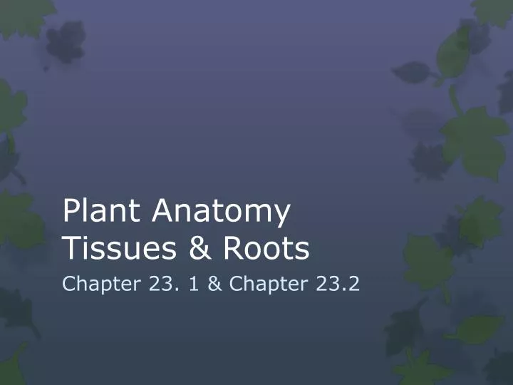 plant anatomy tissues roots