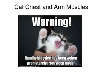 Cat Chest and Arm Muscles