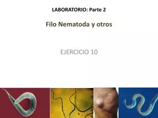 LABORATORIO: Parte 2 Filo Nematoda y otros