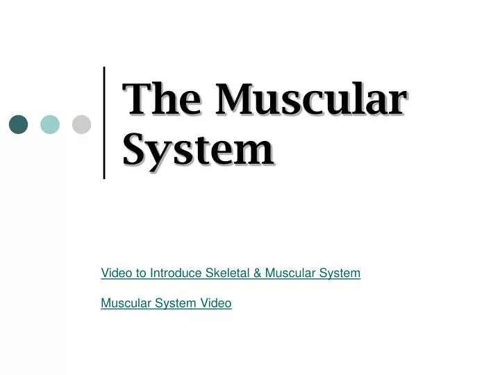 the muscular system