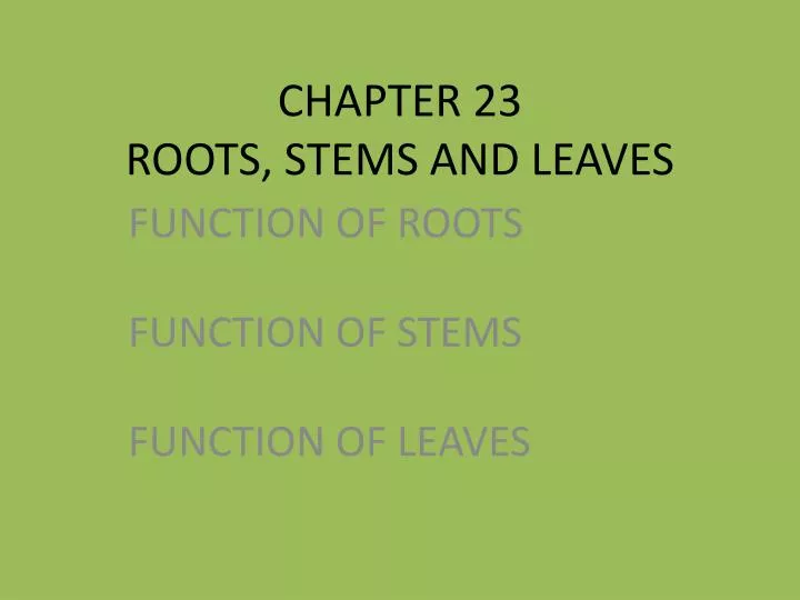 chapter 23 roots stems and leaves