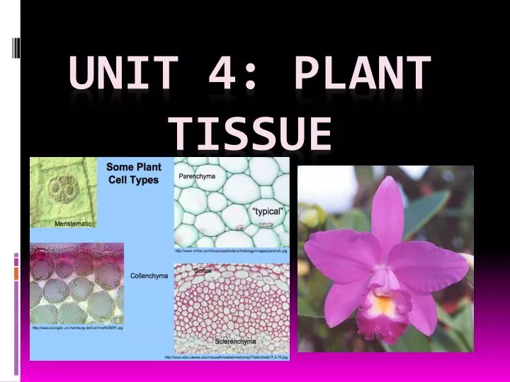 unit 4 plant tissue