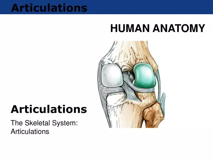 articulations