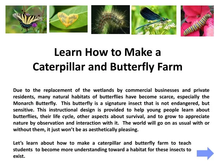 learn how to make a caterpillar and butterfly farm