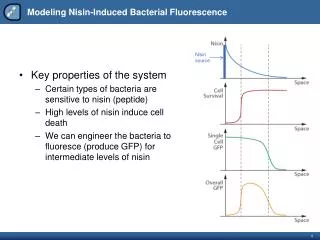 Modeling Nisin -Induced Bacterial Fluorescence