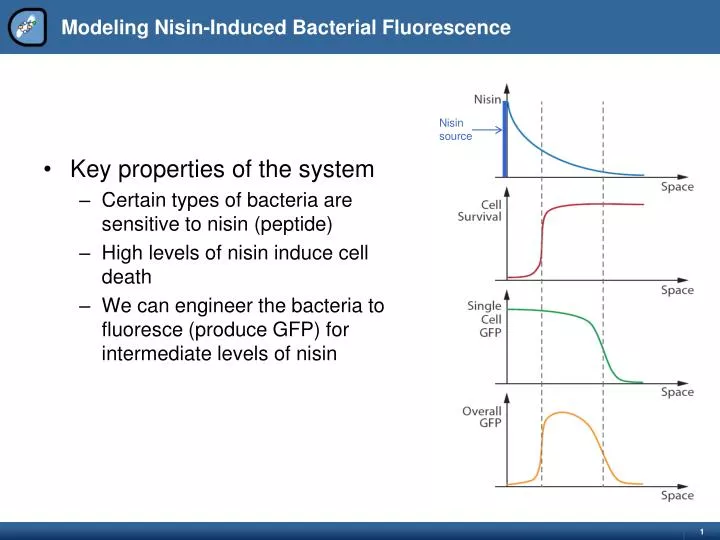 modeling nisin induced bacterial fluorescence