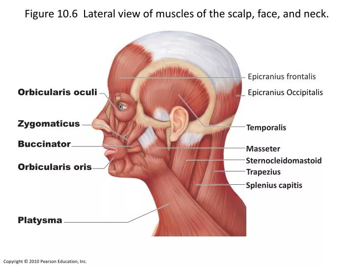 figure 10 6 lateral view of muscles of the scalp face and neck