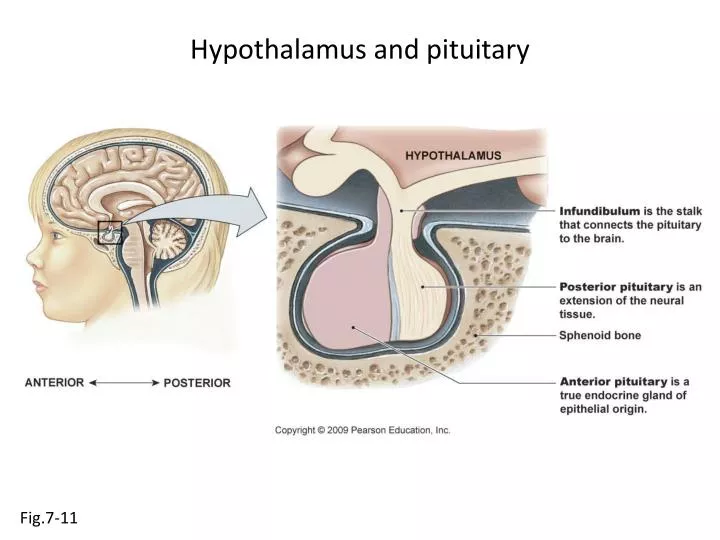 hypothalamus and pituitary