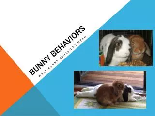 bUnny behaviors
