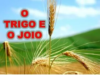 o trigo e o joio
