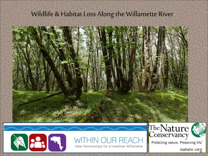 wildlife habitat loss along the willamette river