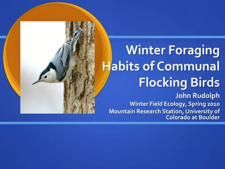 winter foraging habits of communal flocking birds