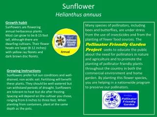 Sunflower Helianthus annuus