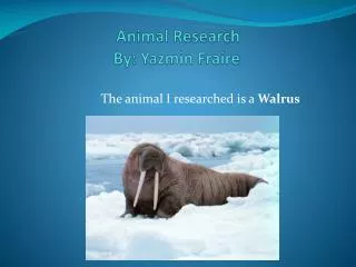 Animal Research By: Yazmin Fraire